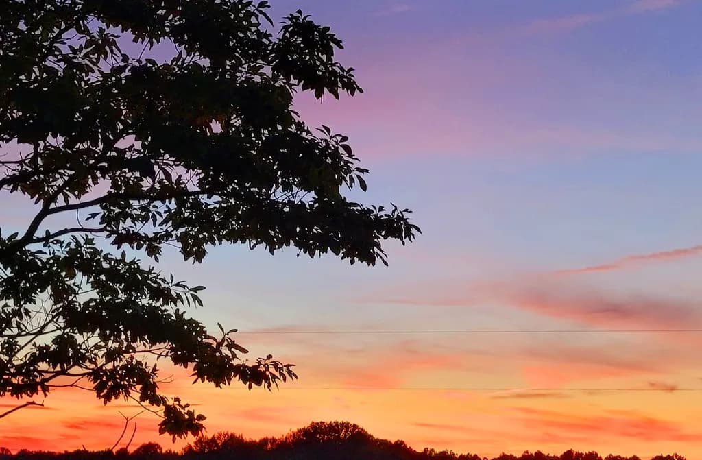 Sunset Kittrell Trees