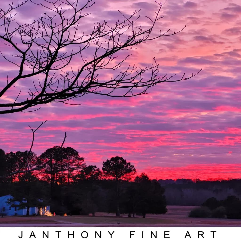 Sunset Trees Branches