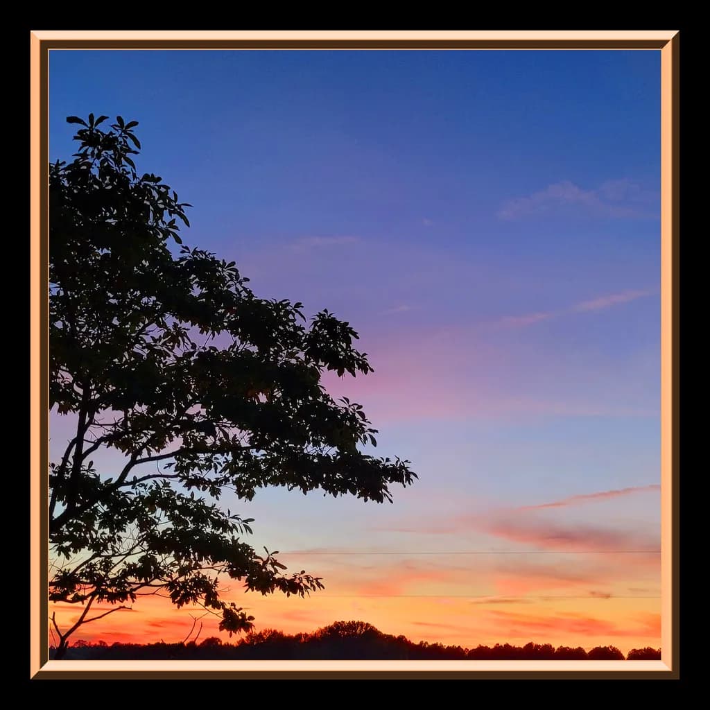 Sunset Kittrell Tree