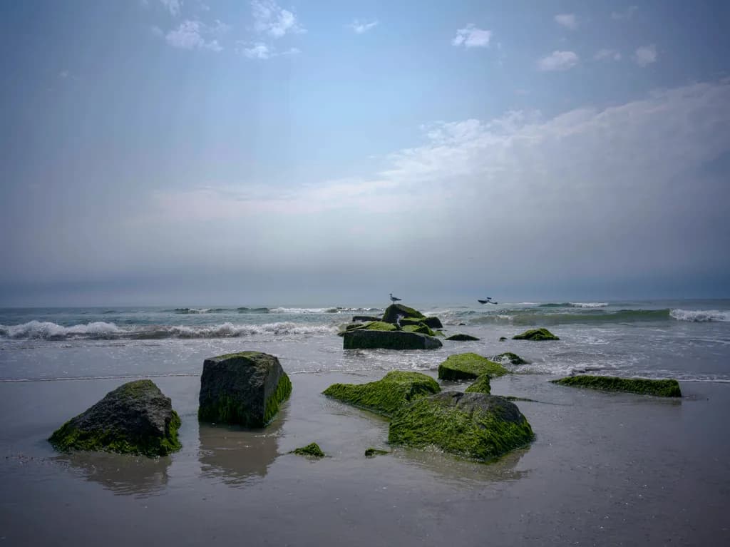 Mossy Rocks by the Sea