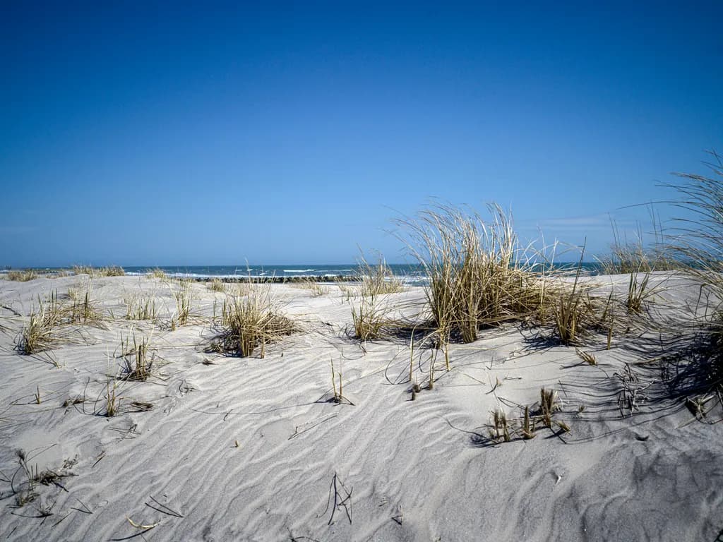 Coastal Sand Dunes