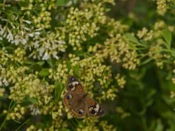 Butterfly Among Blossoms