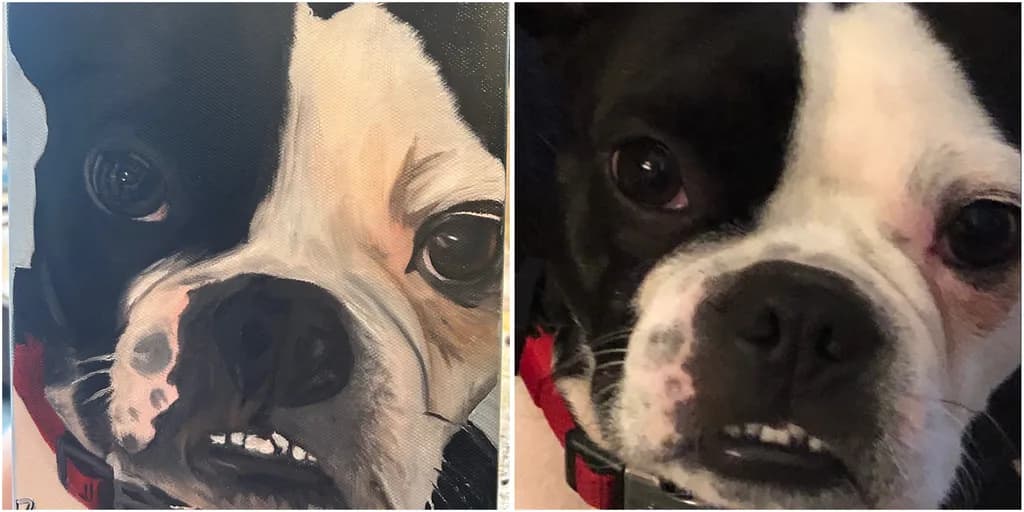 Boston Terrier Portrait