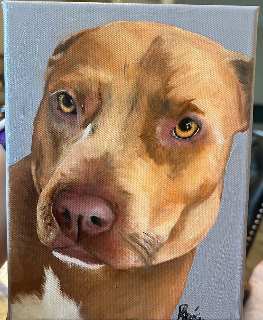 Golden Pitbull Gaze