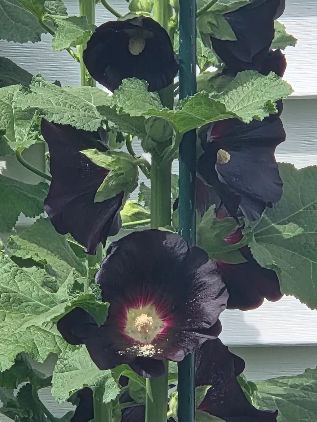 Black Hollyhock Bloom