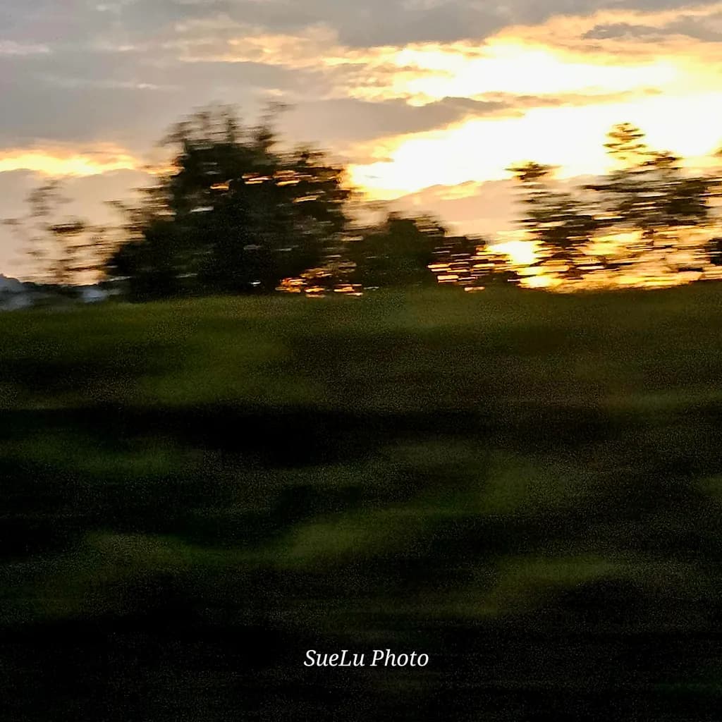Sunset Trees Blur