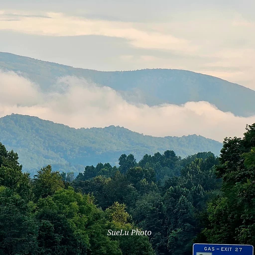Foggy Mountain Forest