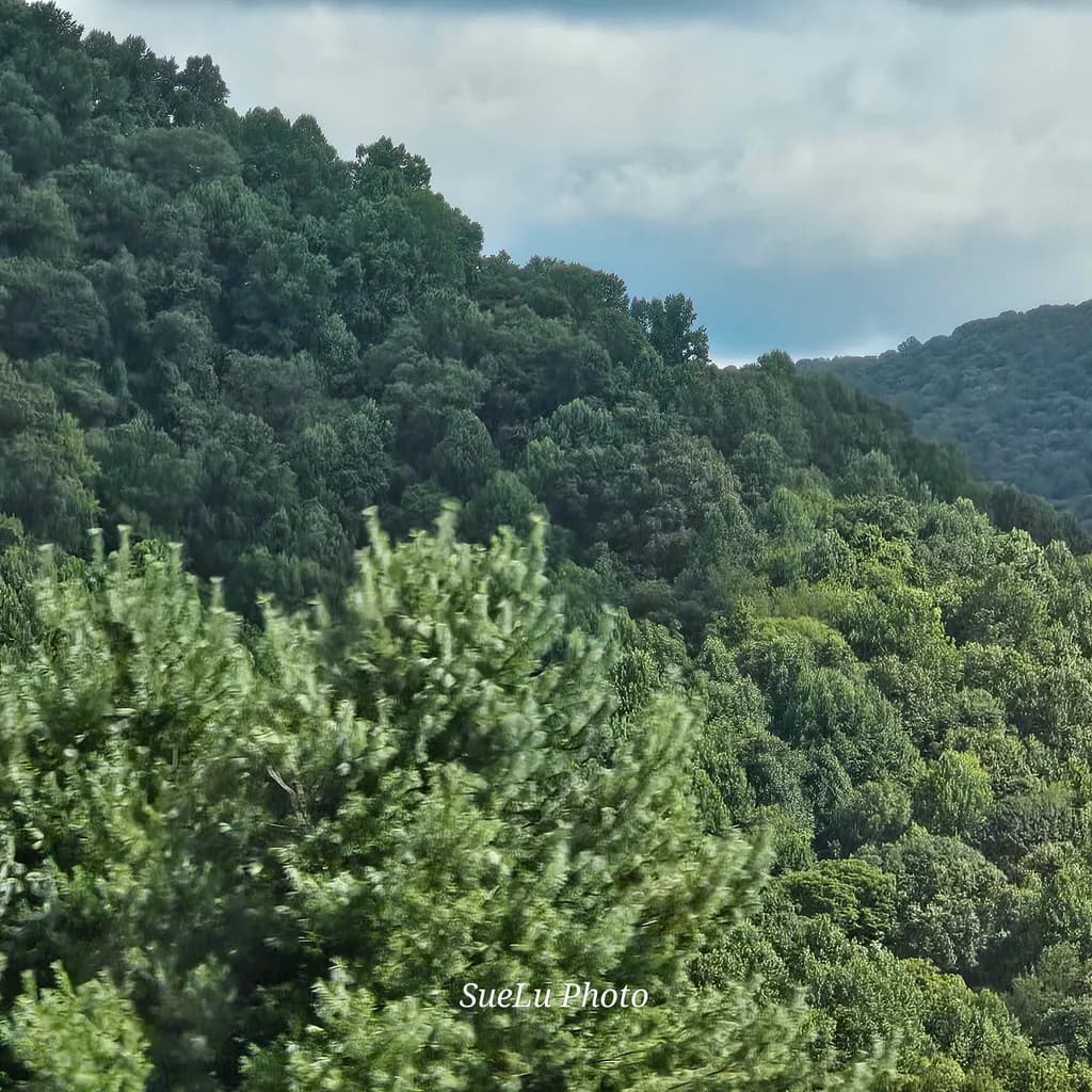 Forest Hillside Layers