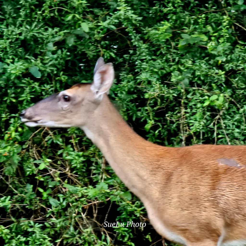 Deer in Greenery