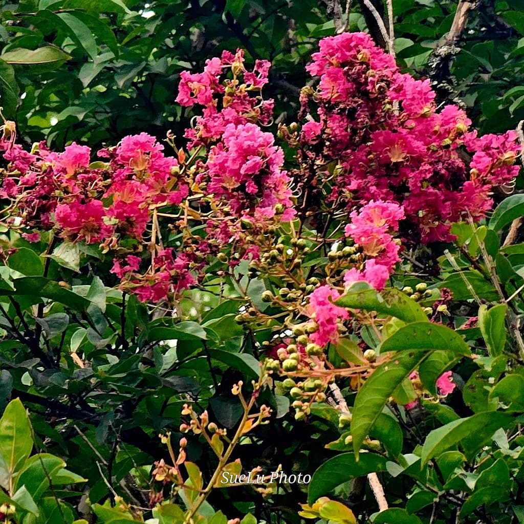 Pink Flower Cluster