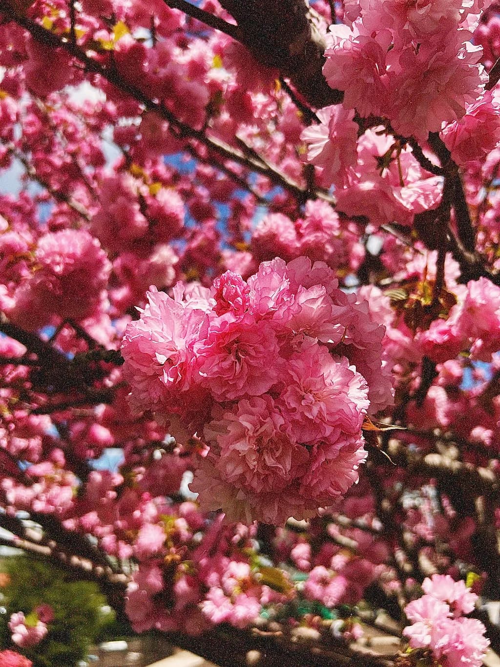Cherry Blossom Bloom