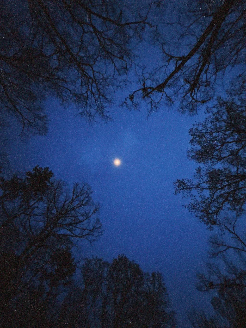 Moonlit Forest Canopy