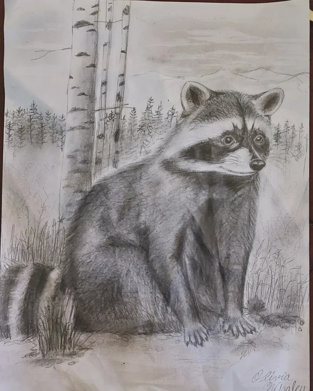 Raccoon in Forest