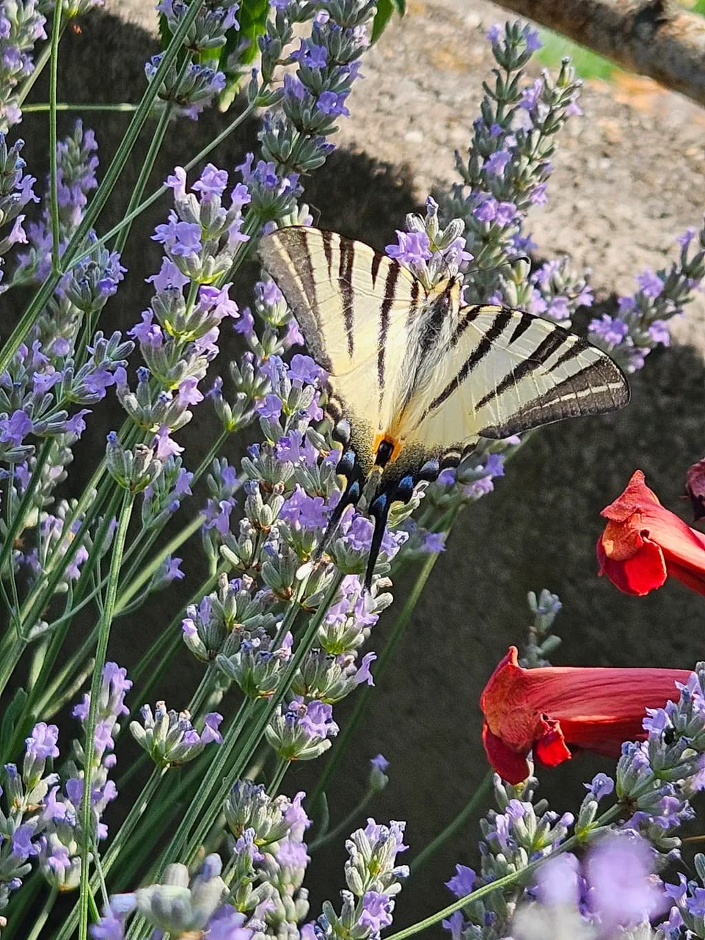 Butterfly on Lavender