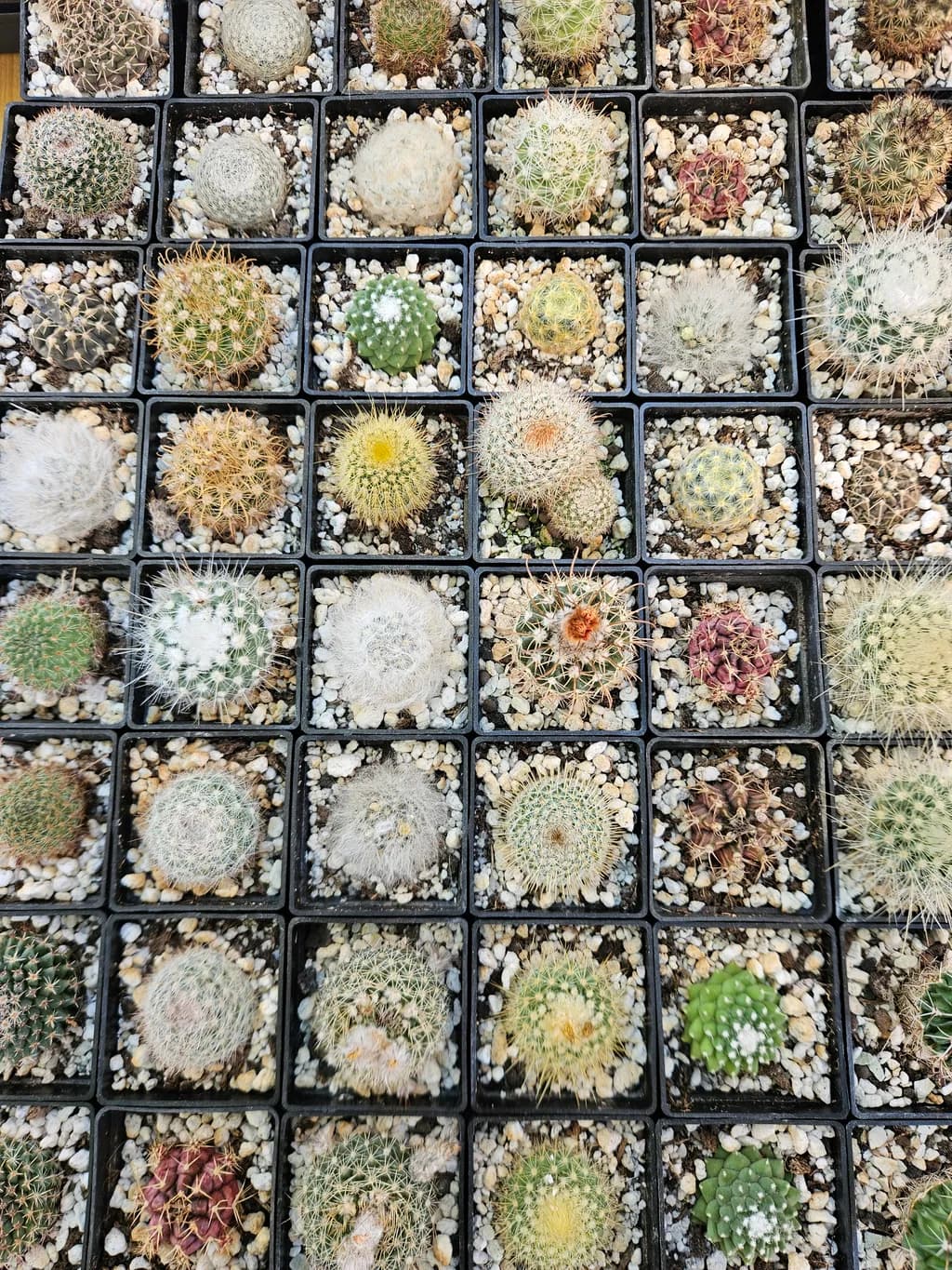Cactus Collection Grid