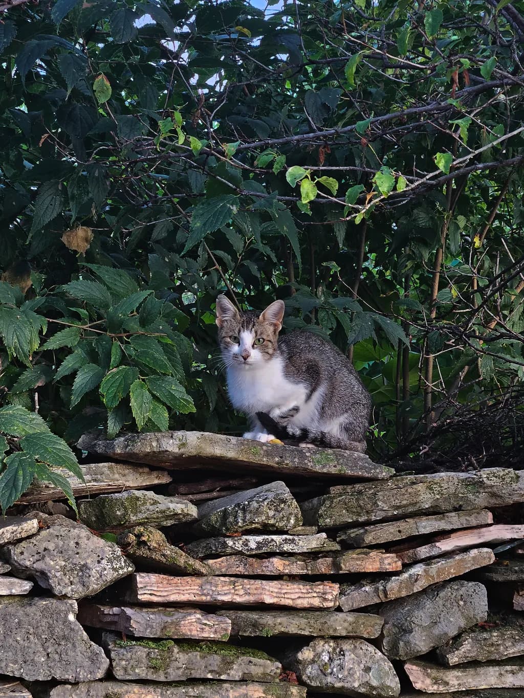 Cat on Stone Wall