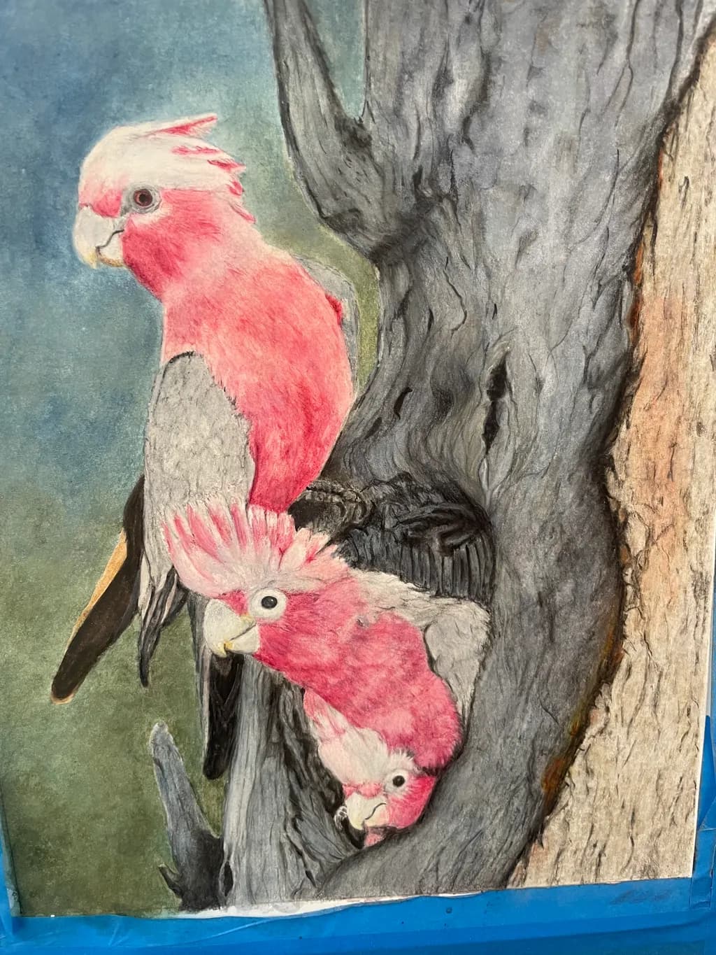 Galahs on Tree Trunk