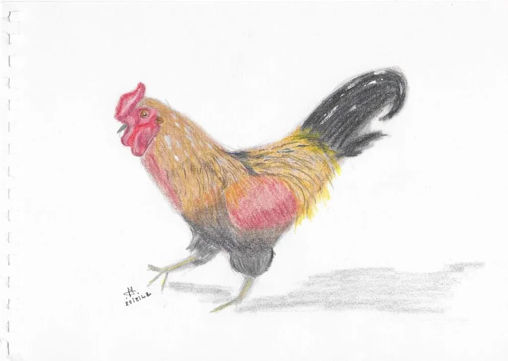 Rooster Stride