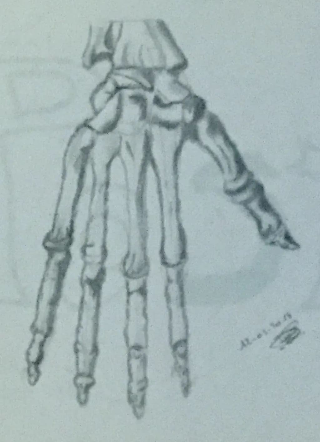 Skeletal Hand