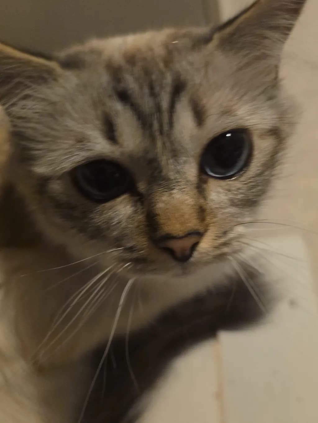 Blue-Eyed Cat Close-Up