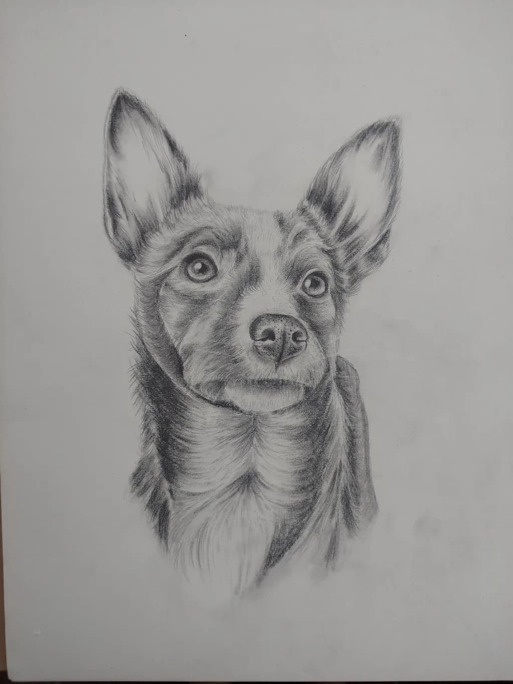 Alert Dog Portrait