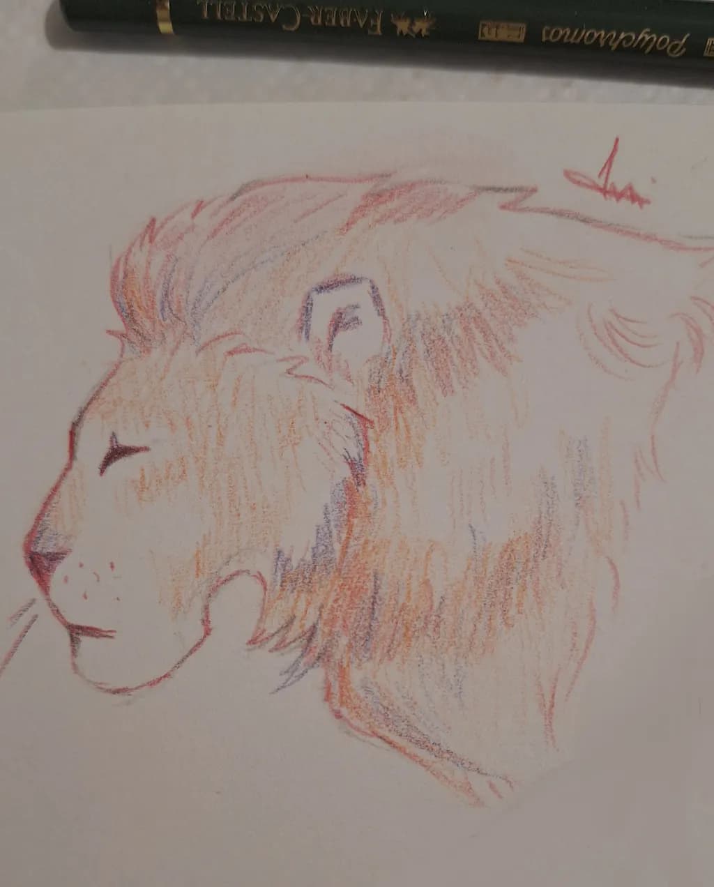 Lion Profile Sketch