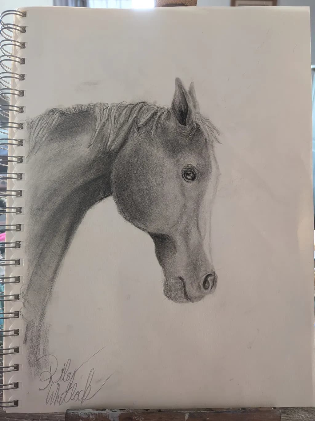 Horse Portrait
