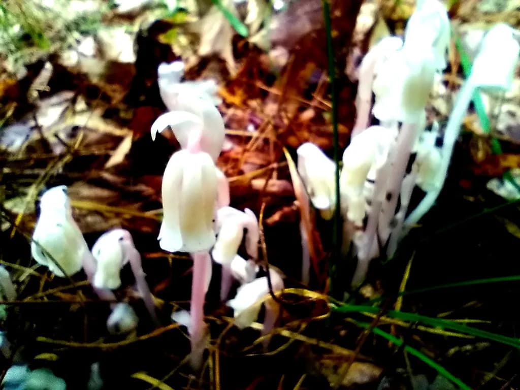 Inbound Fungi Cluster