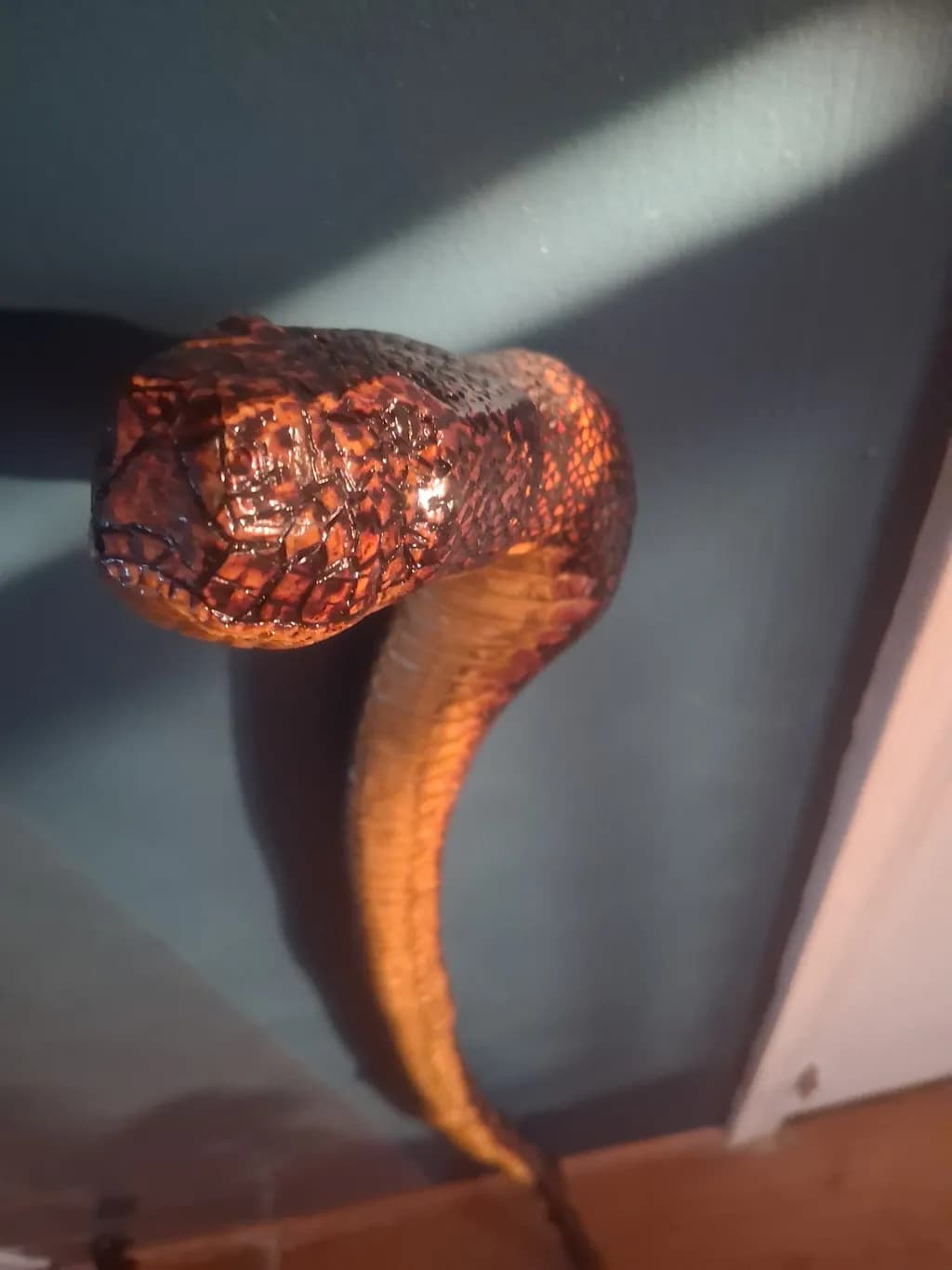 Snake Head Shadow