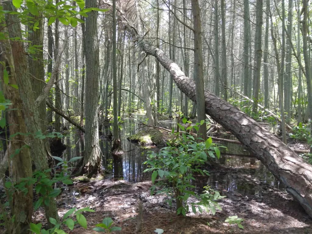Swamp Forest Scene