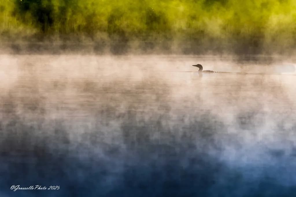 Misty Lake Loon