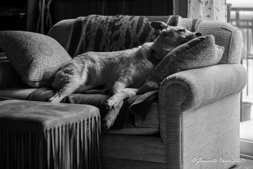 Dog on Couch Rest