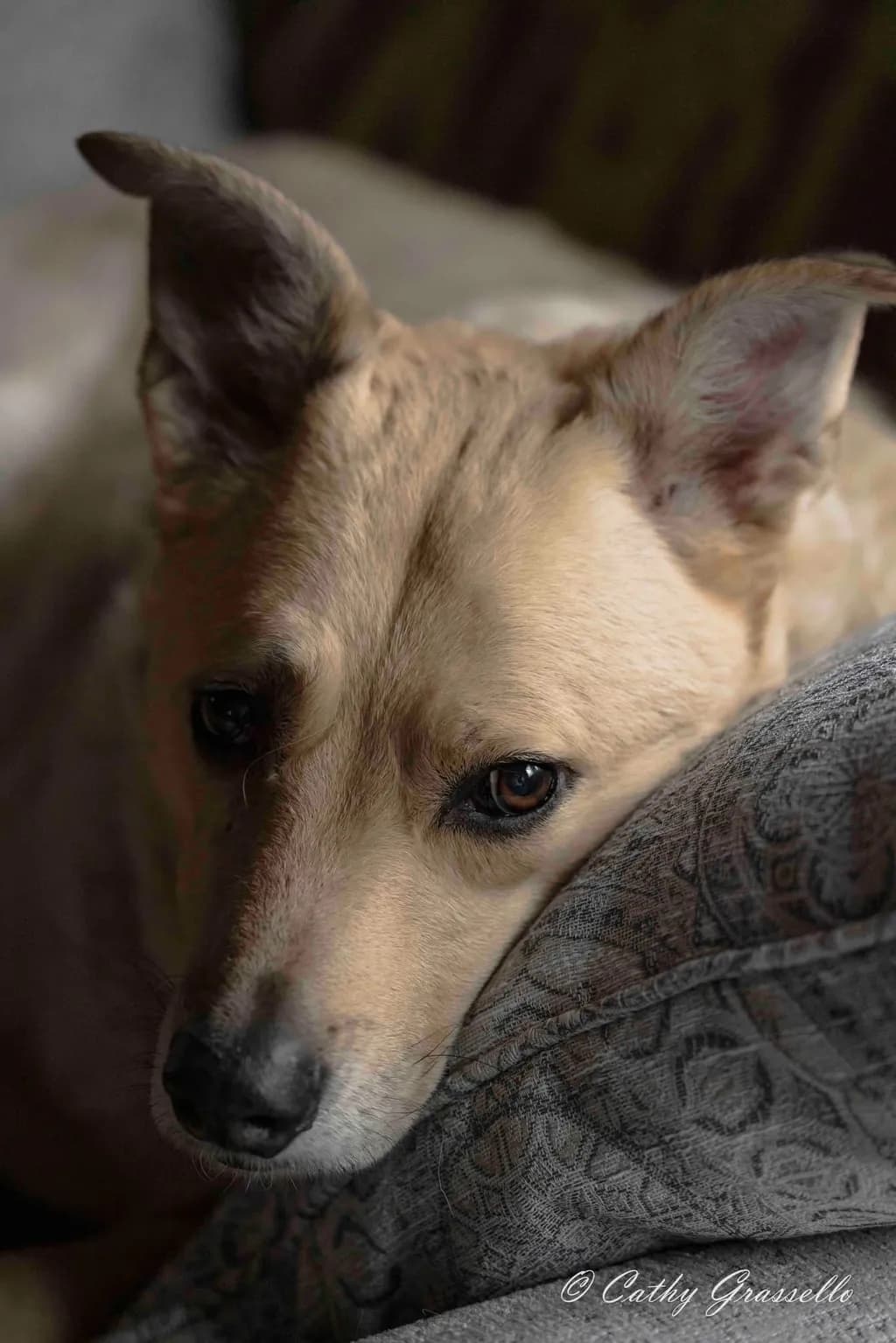Resting Dog Portrait