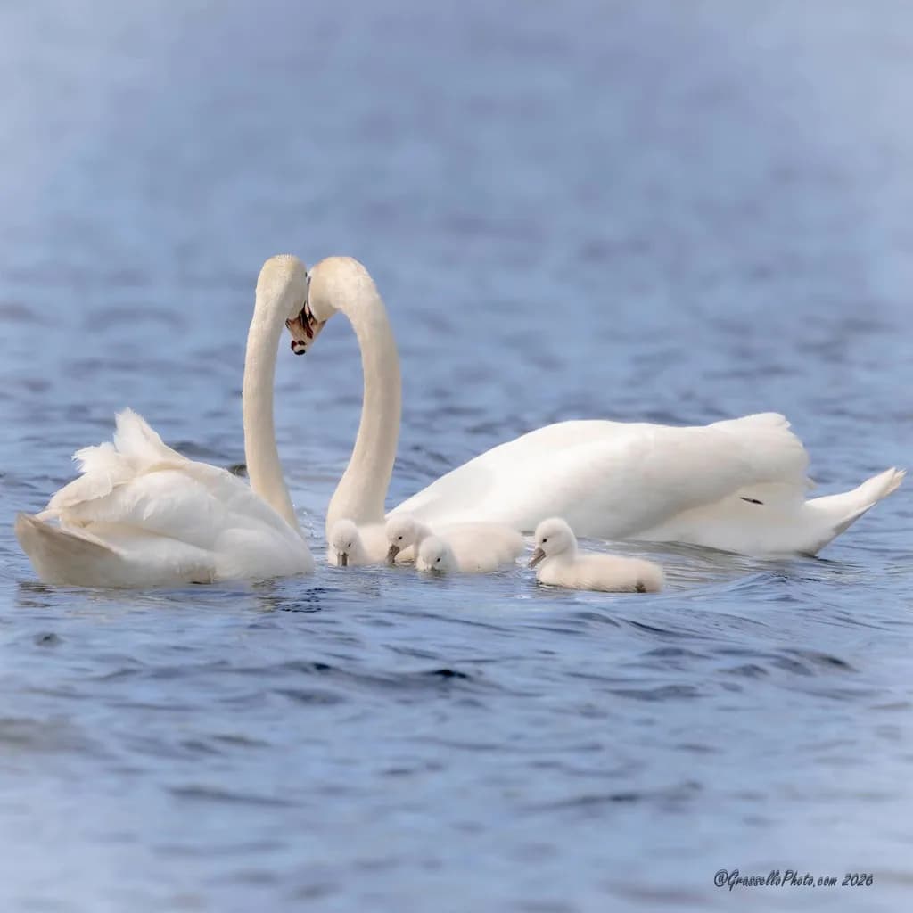 Swan Family on Water