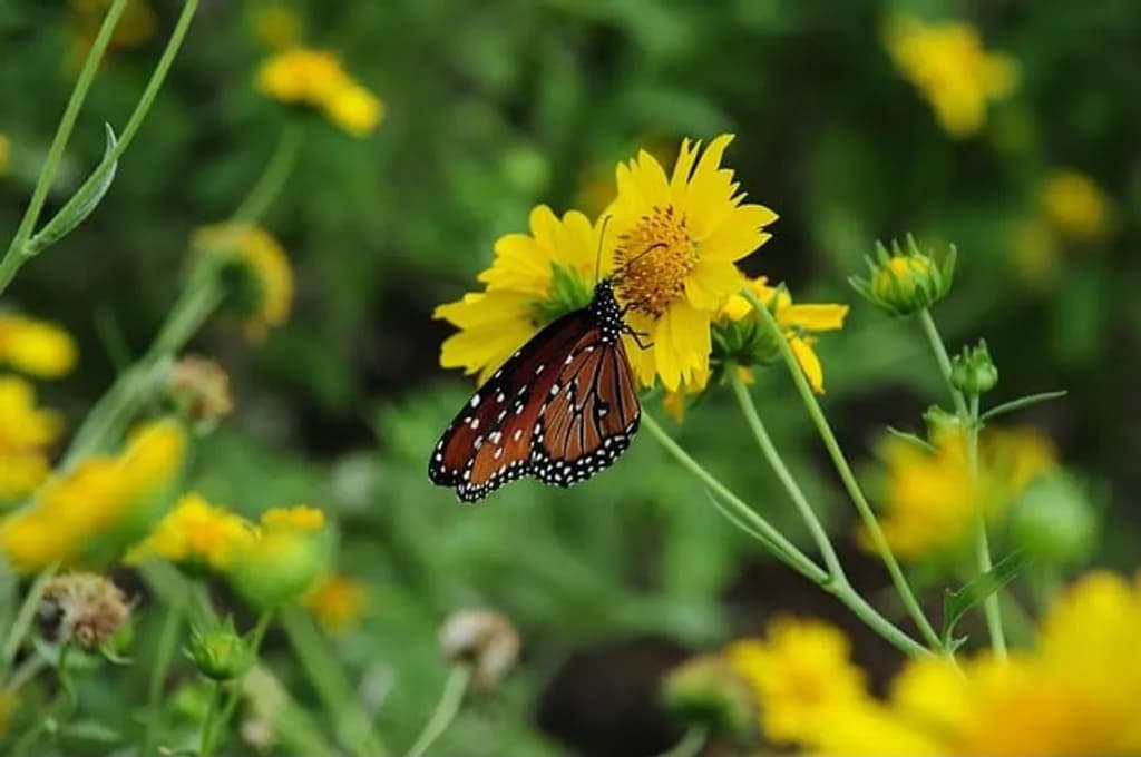 Butterfly on Yellow Flower