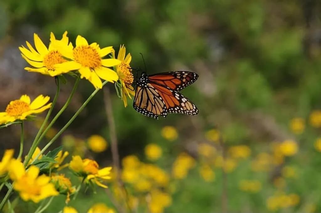 Monarch on Yellow Flowers