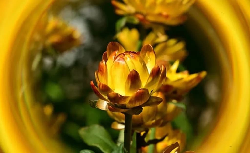 Yellow Flower Bloom