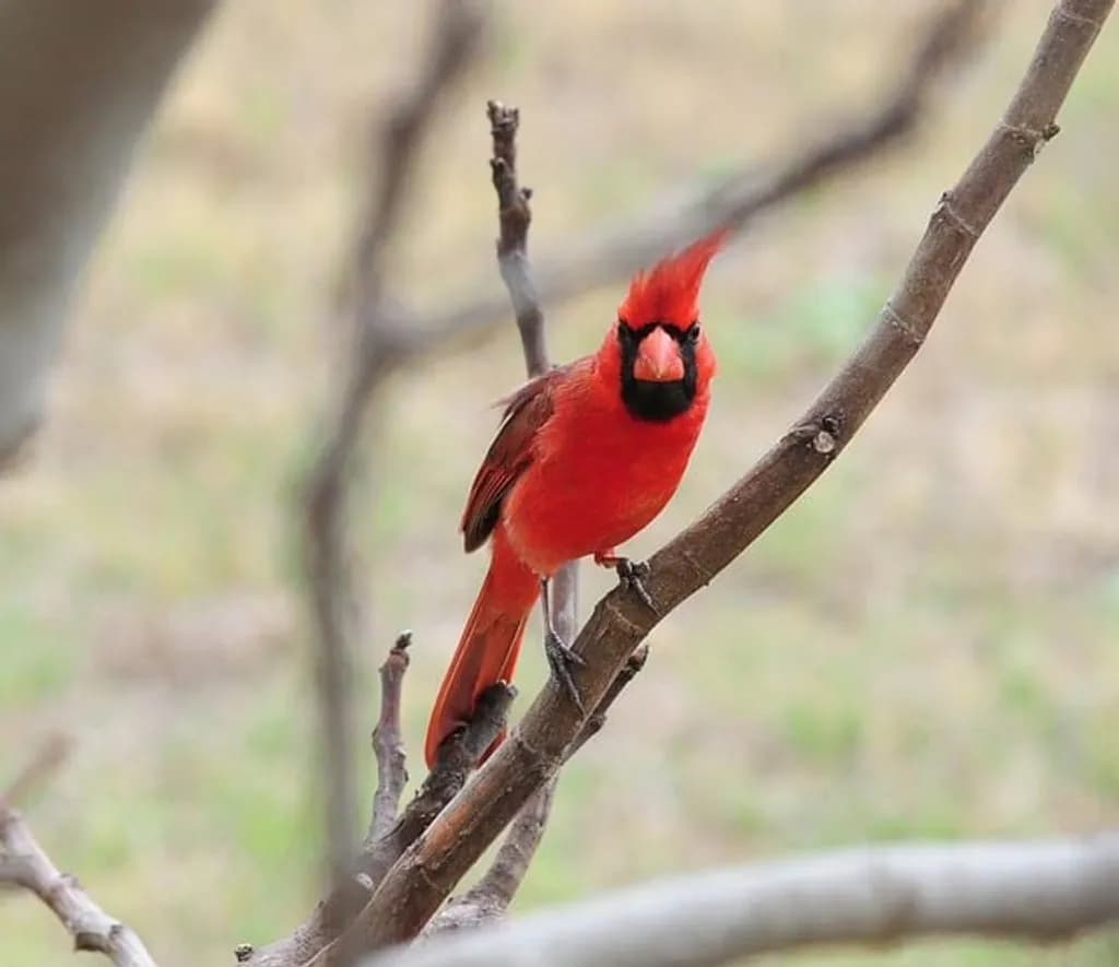 Cardinal on Branch