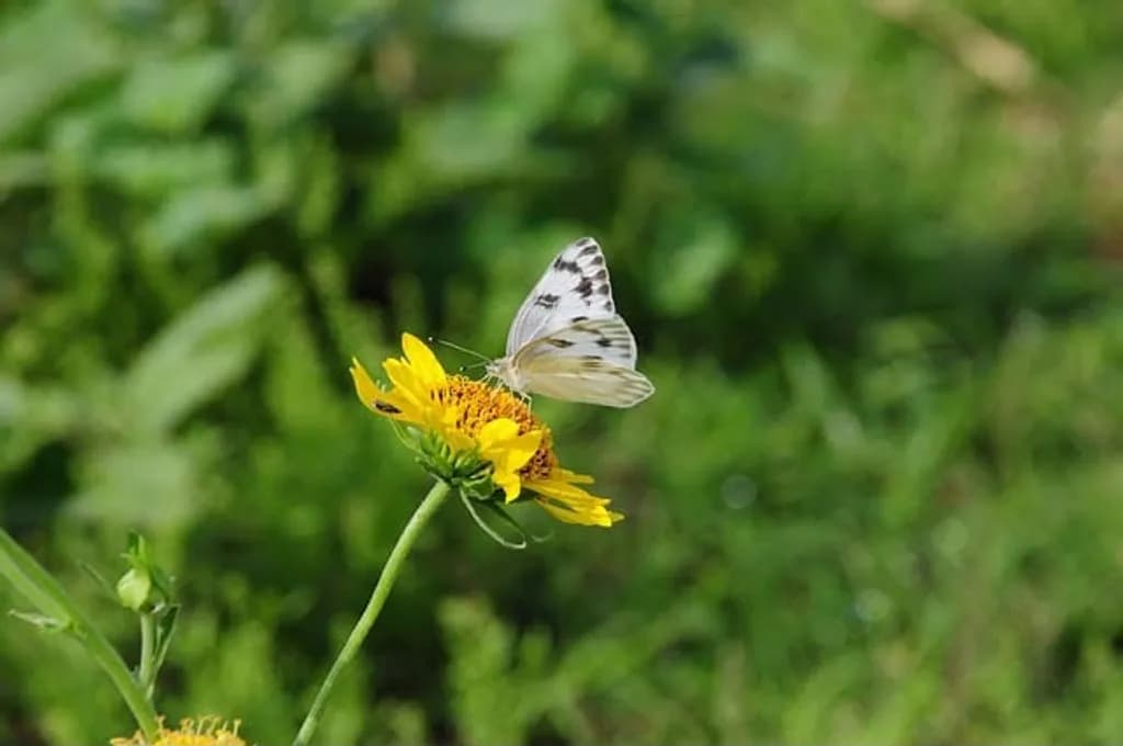 Butterfly on Yellow Flower