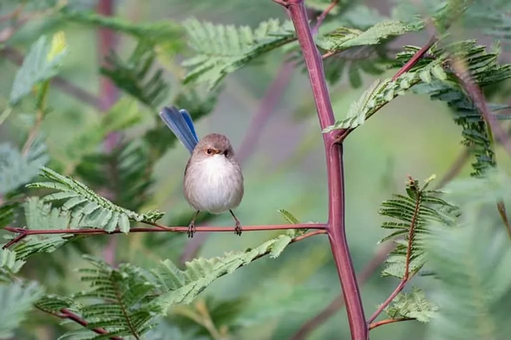 Small Bird on Branch