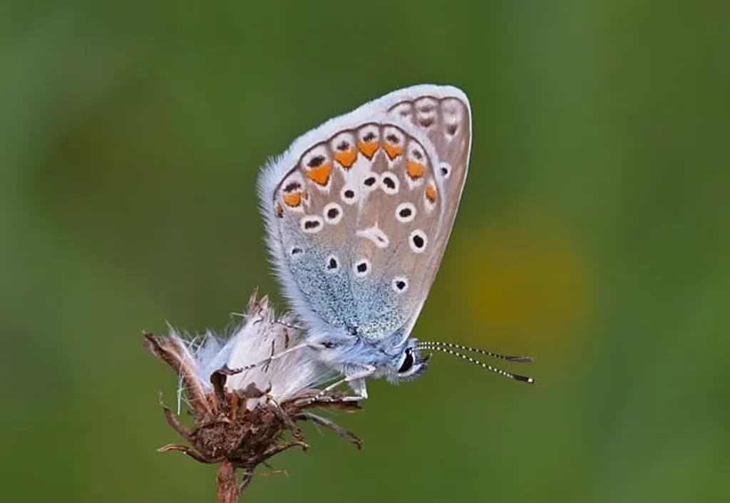 Orange-Spotted Butterfly