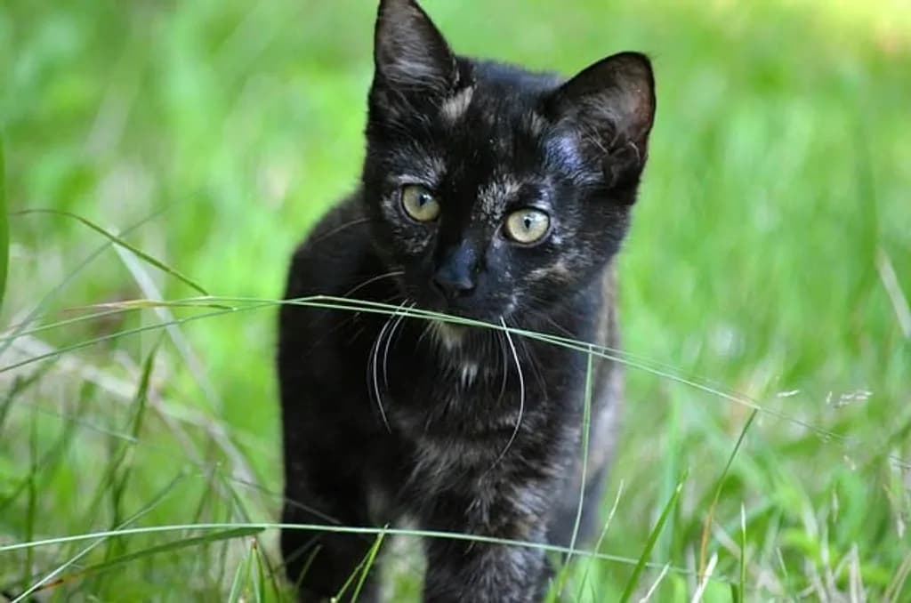 Tortoiseshell Cat in Grass