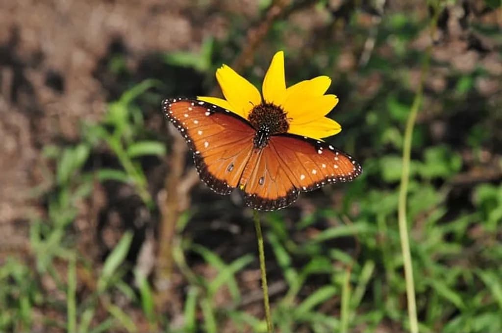 Butterfly on Yellow Flower