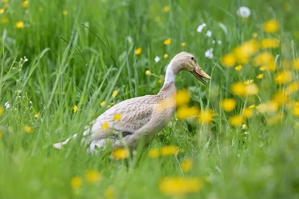 Duck in Wildflower Meadow