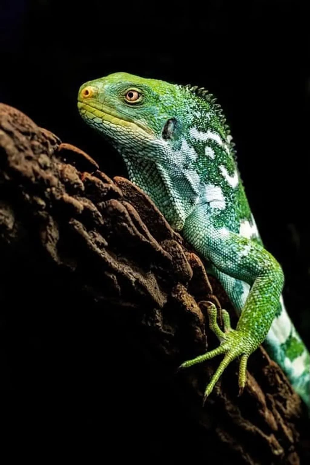 Green Lizard on Bark