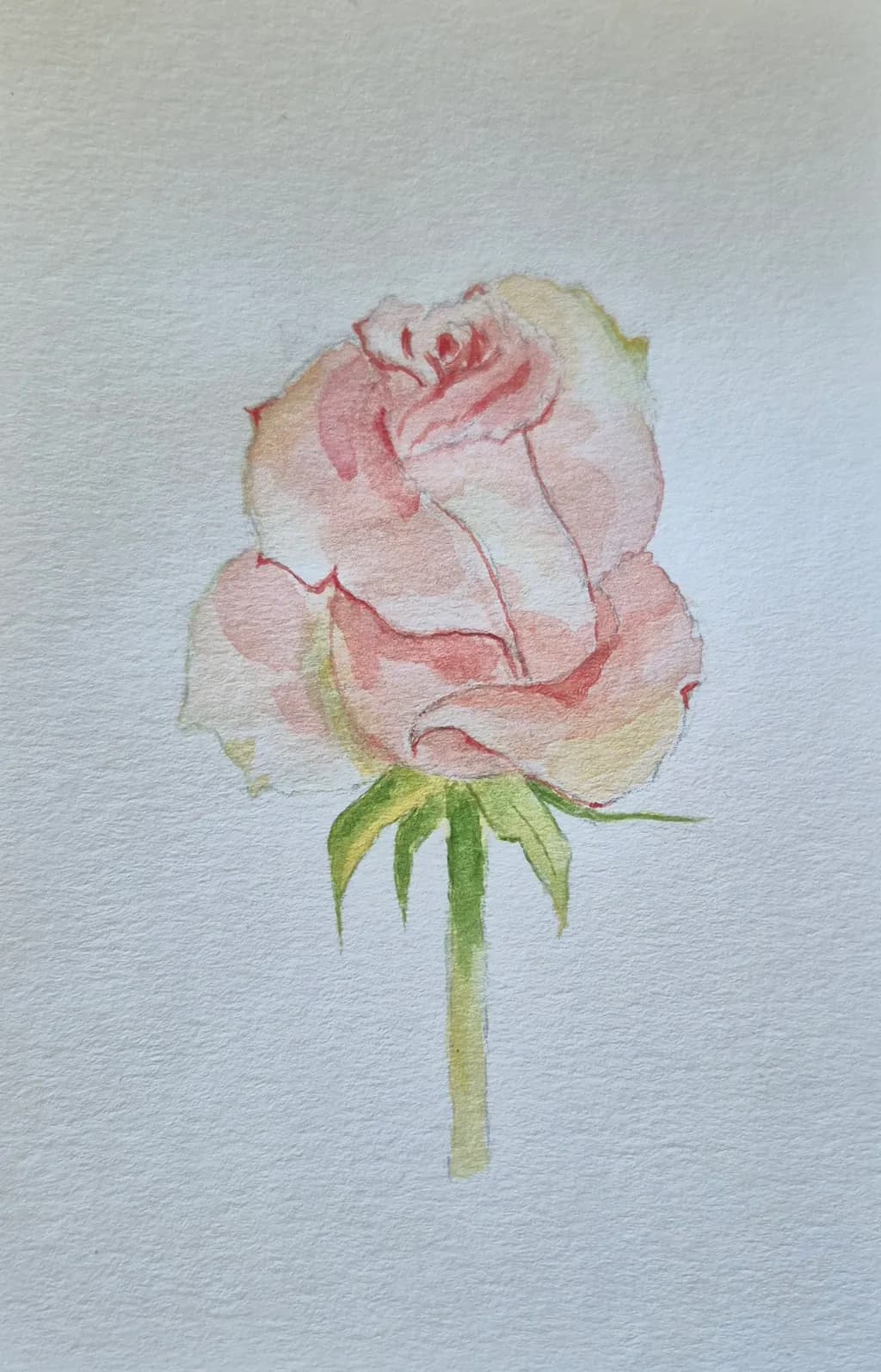 Delicate Pink Rose