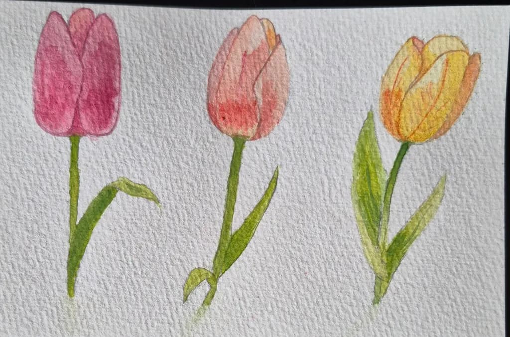 Three Tulips