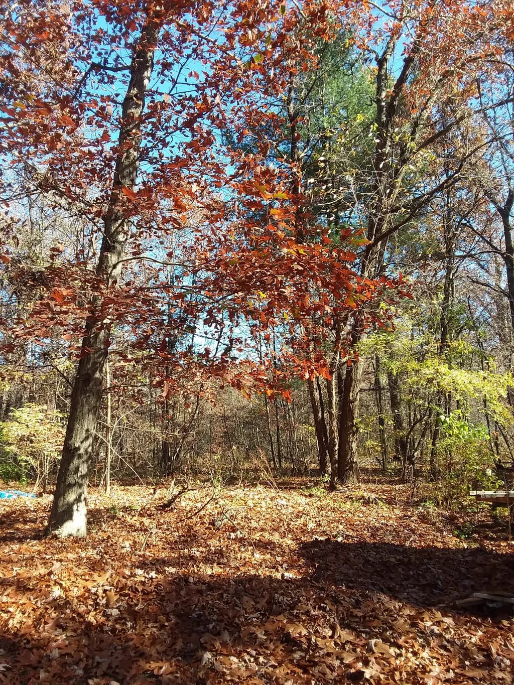 Autumn Forest Leaves