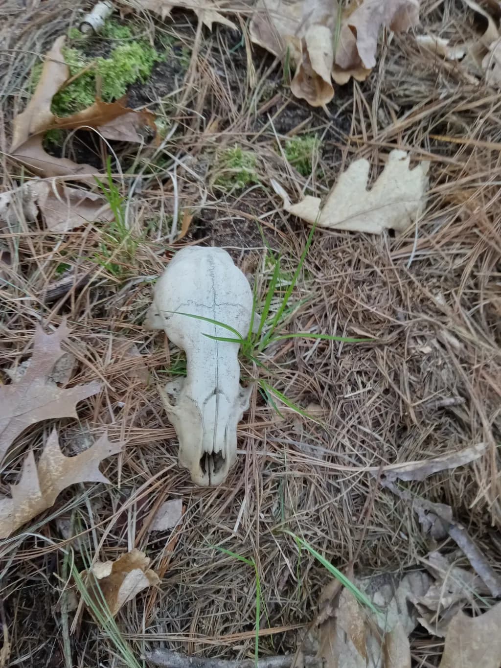 Forest Floor Skull