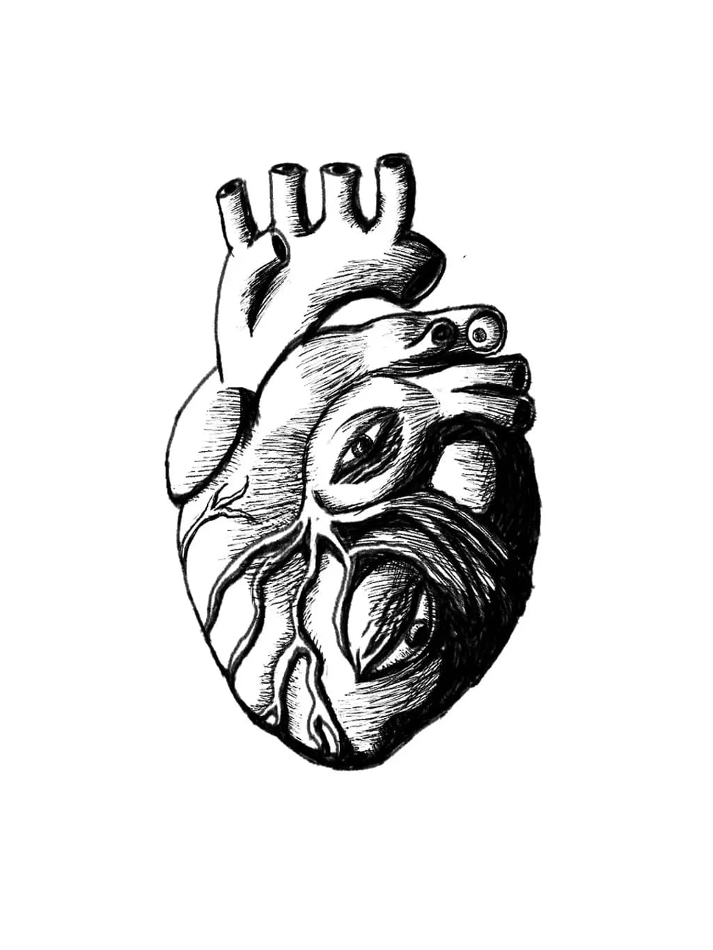 Anatomical Heart Sketch